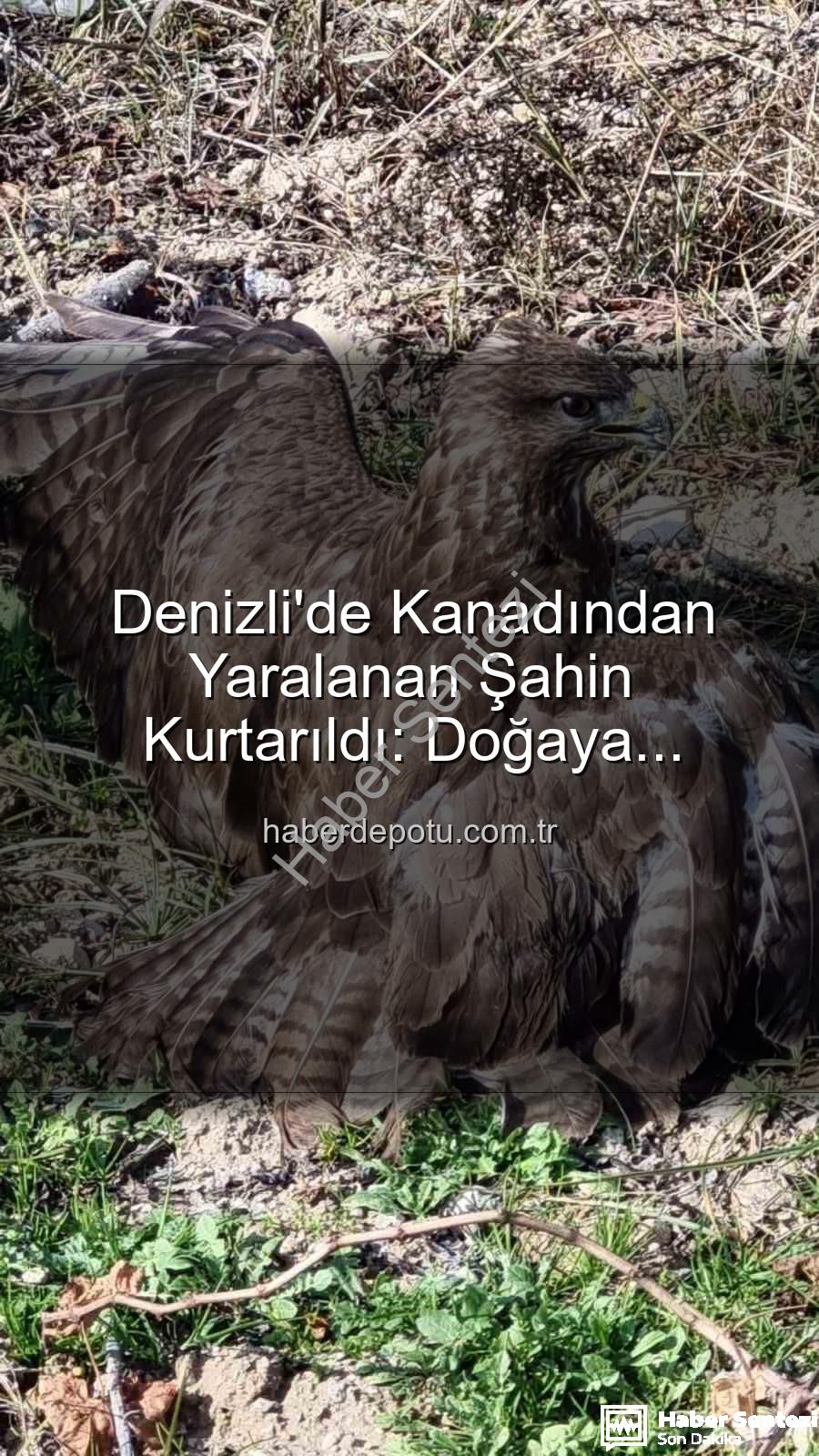 yaralı şahin - Denizli'de Kanadından Yaralı Bulunan Şahin Tedavi Altına Alındı: Kurtarma Operasyonu Detayları