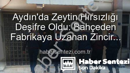 Aydın’da Zeytin Hırsızlığı Deşifre Oldu: Bahçeden Fabrikaya Uzanan Zincir ve Gözaltılar