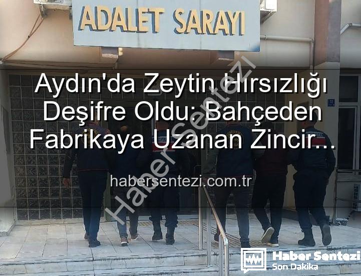 zeytin hırsızlığı - Aydın'da Zeytin Hırsızlığı Deşifre Oldu: Bahçeden Fabrikaya Uzanan Zincir ve Gözaltılar
