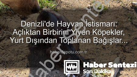 Denizli’de Kan Donduran İstismar: Sözde Barınakta Köpekler Açlıktan Birbirini Yedi, Yurt Dışından Toplanan Bağışlar Kayıp!