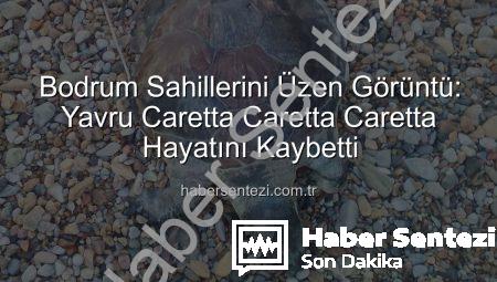 Bodrum Sahillerini Üzen Görüntü: Yavru Caretta Caretta Caretta Hayatını Kaybetti