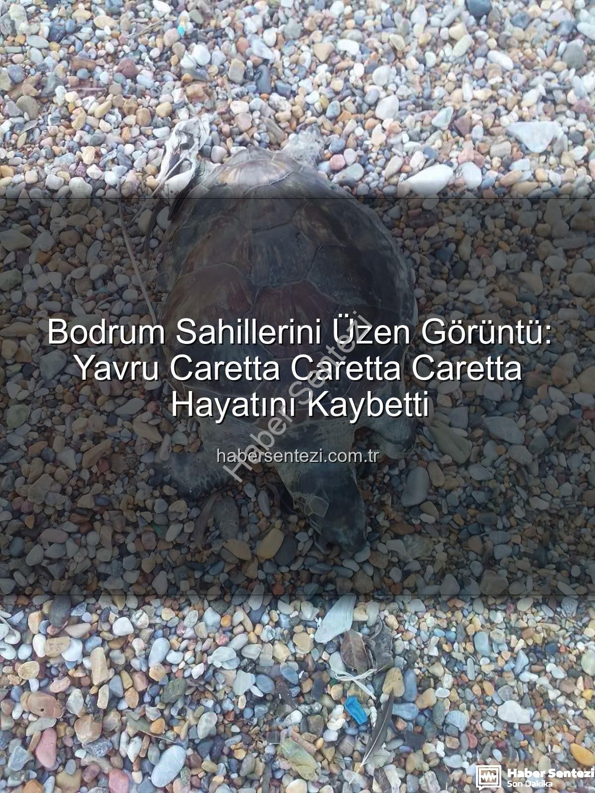 yavru caretta caretta - Bodrum Sahillerini Üzen Görüntü: Yavru Caretta Caretta Caretta Hayatını Kaybetti