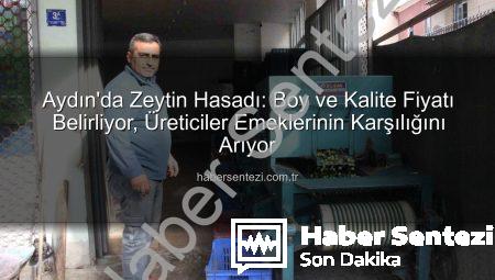 Aydın’da Zeytin Hasadı: Boy ve Kalite Fiyatı Belirliyor, Üreticiler Emeklerinin Karşılığını Arıyor