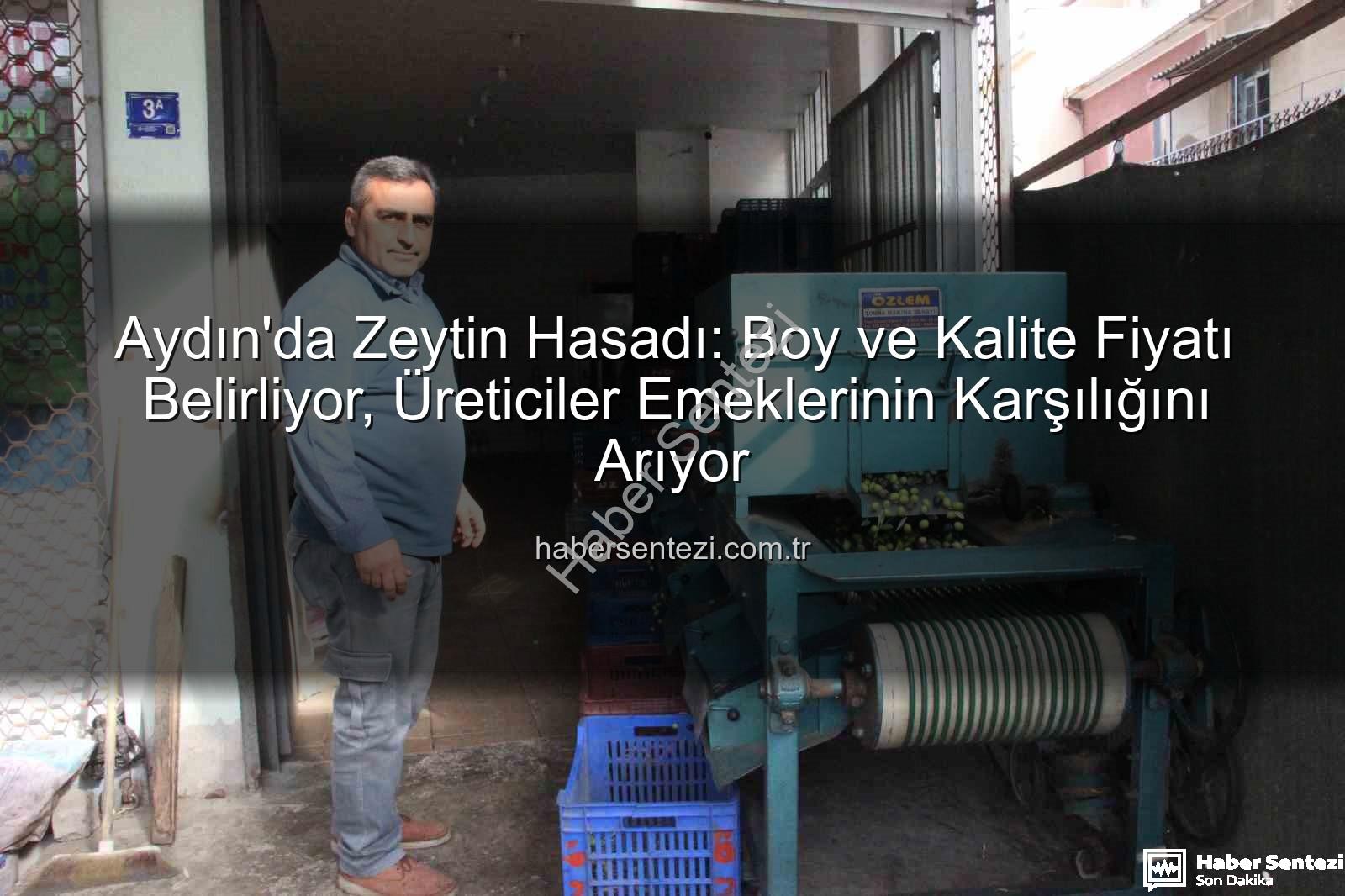 Aydın zeytin hasadı - Aydın'da Zeytin Hasadı: Boy ve Kalite Fiyatı Belirliyor, Üreticiler Emeklerinin Karşılığını Arıyor