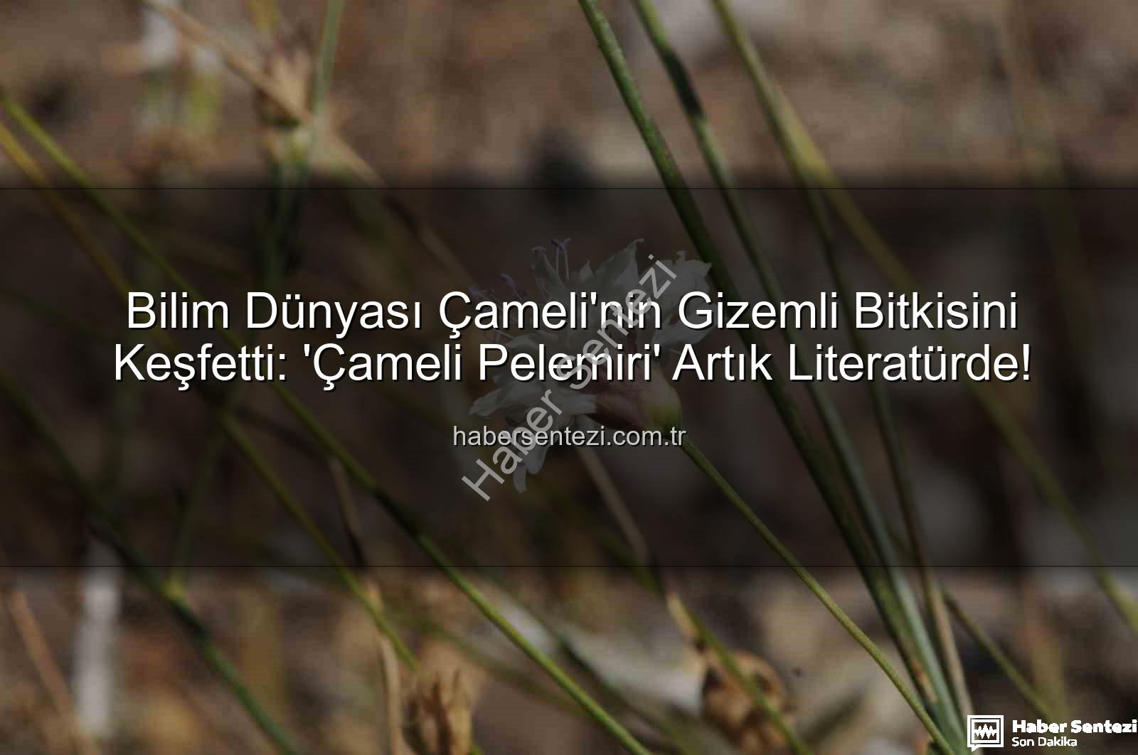 Çameli pelemiri - Bilim Dünyası Çameli'nin Gizemli Bitkisini Keşfetti: 'Çameli Pelemiri' Artık Literatürde!