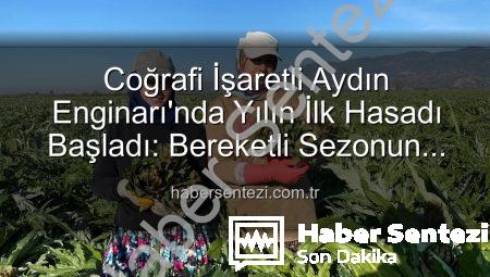 Coğrafi İşaretli Aydın Enginarı’nda Yılın İlk Hasadı Başladı: Bereketli Sezonun Sırları habersentezi.com.tr’de