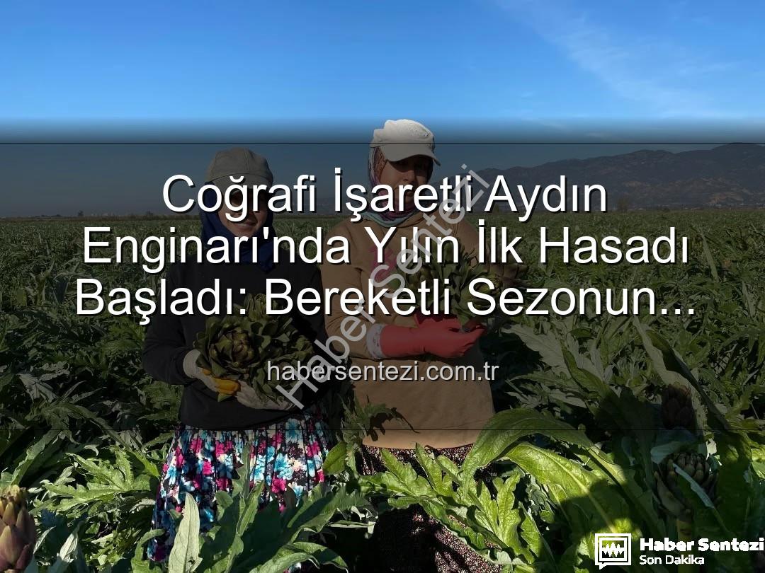 Aydın Enginarı - Coğrafi İşaretli Aydın Enginarı'nda Yılın İlk Hasadı Başladı: Bereketli Sezonun Sırları habersentezi.com.tr'de