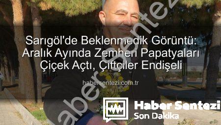 Sarıgöl’de Beklenmedik Görüntü: Aralık Ayında Zemheri Papatyaları Çiçek Açtı, Çiftçiler Endişeli