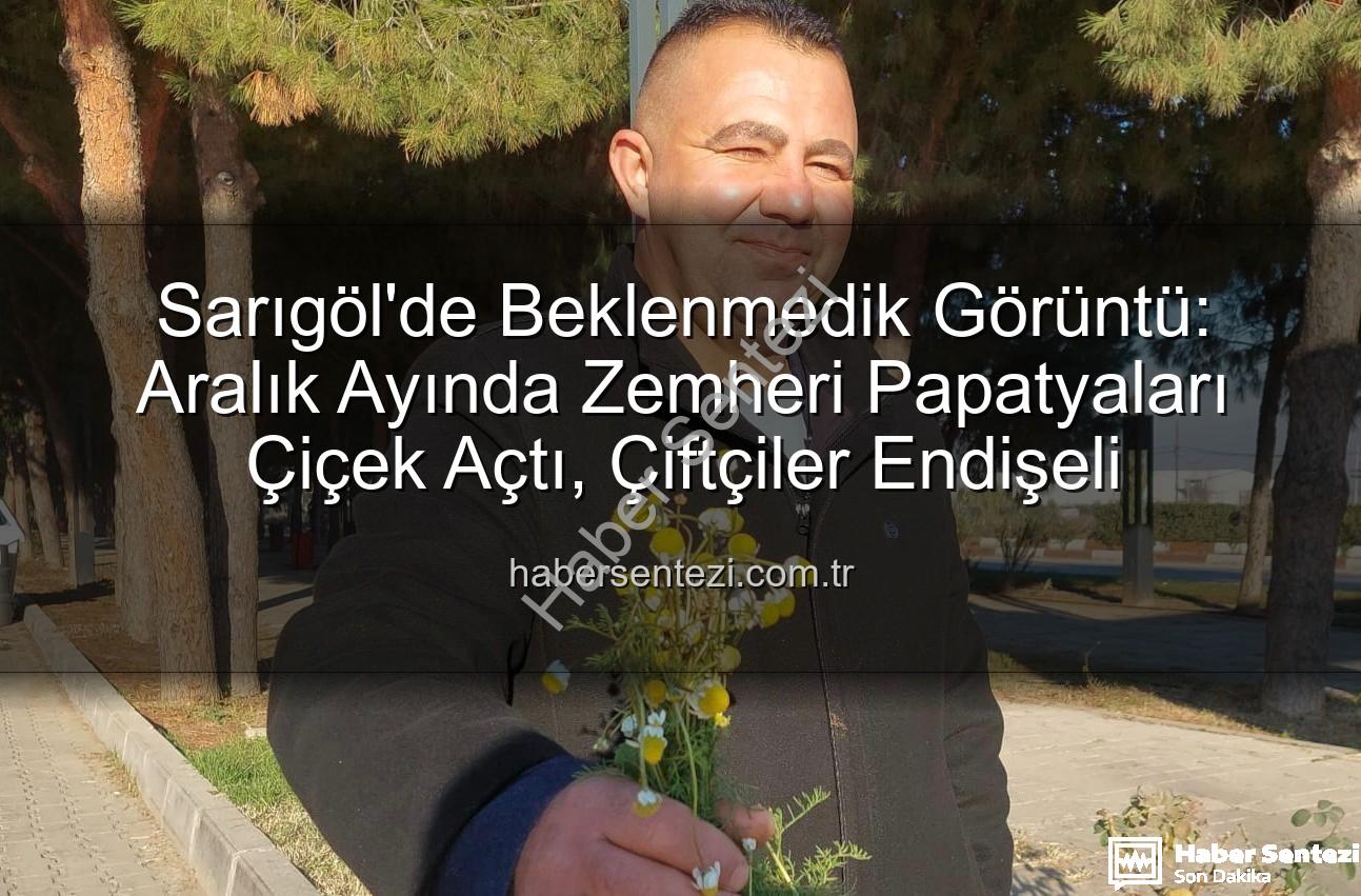 Aralık papatyaları - Sarıgöl'de Beklenmedik Görüntü: Aralık Ayında Zemheri Papatyaları Çiçek Açtı, Çiftçiler Endişeli