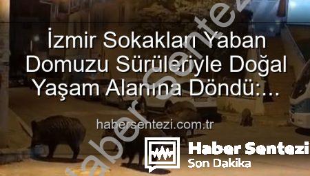 İzmir Sokakları Yaban Domuzu Sürüleriyle Doğal Yaşam Alanına Döndü: Vatandaşlar Tedirgin