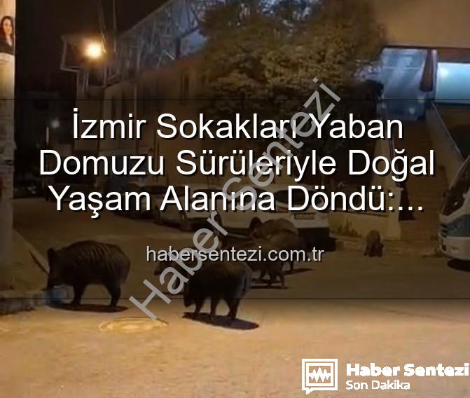 yaban domuzu - İzmir Sokakları Yaban Domuzu Sürüleriyle Doğal Yaşam Alanına Döndü: Vatandaşlar Tedirgin